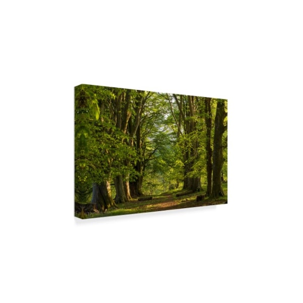 Adam Burton 'Woodland Avenue' Canvas Art,22x32